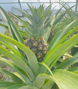 Ornamental Pineapple Plants