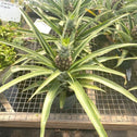 ornamental pineapple plant with long fronds and pineapple fruiting