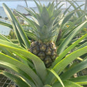 close up of ornamental pineapple plant with pineapple fruting