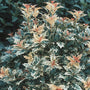 Goshiki Holly Osmanthus showing pinkish bronze new growth and colorful evergreen leaves