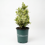 A variegated holly shrub with green and cream leaves, potted in a dark green plastic nursery pot with the 'Delmarva Garden Goods' logo, set against a plain white background.