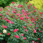 Mass planting of Oso Easy Double Red® Roses forming a low red-flowering landscape hedge