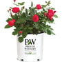 A potted Proven Winners 'Color Choice' flowering rose plant with vibrant red blooms and green foliage, in a white nursery pot against a white background.