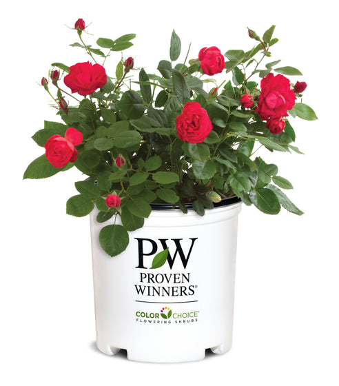 A potted Proven Winners 'Color Choice' flowering rose plant with vibrant red blooms and green foliage, in a white nursery pot against a white background.