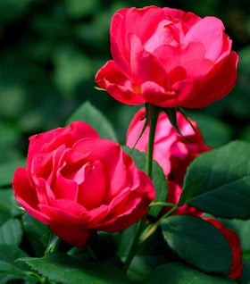 Oso Easy Double Red Rose