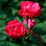 Oso Easy Double Red Rose covered in deep red double flowers held above dense, healthy green foliage