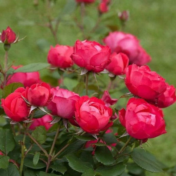 Disease-resistant green foliage beneath clusters of deep red Oso Easy Double Red® Rose flowers