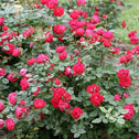 oso easy double red rose bush with contrasting green foliage in a mulch garden
