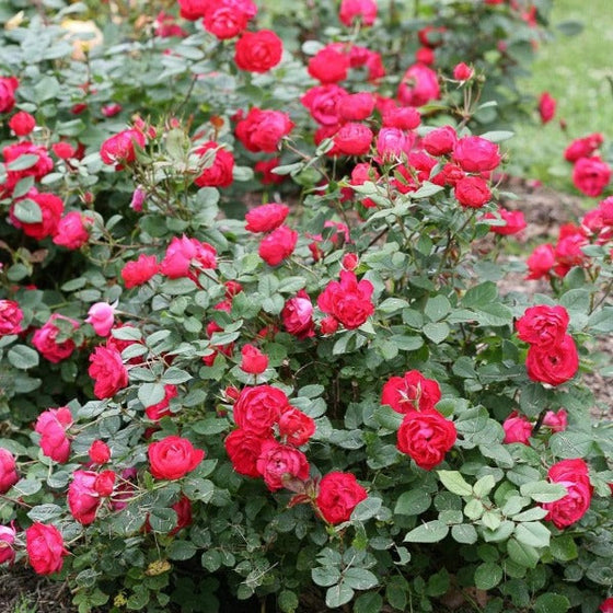 Rounded Oso Easy Double Red® Rose shrub flowering in a sunny foundation planting