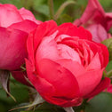a close up on the soft bright pinkish red of the oso easy double red rose