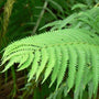 Close up of a large Ostrich Fern leaf with delicate, lace-like details