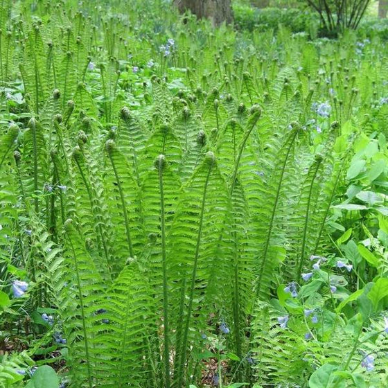 Lush colony of Ostrich Ferns with tall green fronds creating dense shade garden texture.