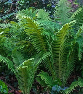 Ostrich Fern