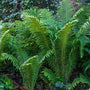 A cluster of green Ostrich Fern plants with tall, arching fronds in a natural outdoor setting.