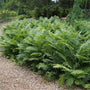 Lush Ostrich fern plants showing dense coverage