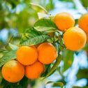 Owari Satsuma Mandarin Trees produce clusters of wonderful sweet fruit