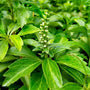 close up of the leaves and flower buds of pachysandra terminalis