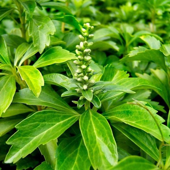 close up of the leaves and flower buds of pachysandra terminalis