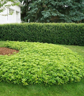 Pachysandra (Japanese Spurge)