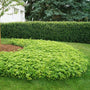 Low-growing evergreen foliage of Pachysandra forming a lush weed-suppressing mat.