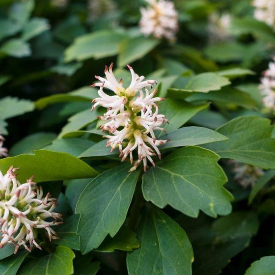 Close-up of Pachysandra white spring flowers emerging above glossy evergreen foliage.