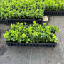 Garden Goods Directs Flat of 50 individual plants ready for planting