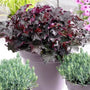 Purple coral bells Palace Purple growing in a mixed container with shade perennials