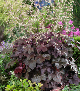 Palace Purple Heuchera