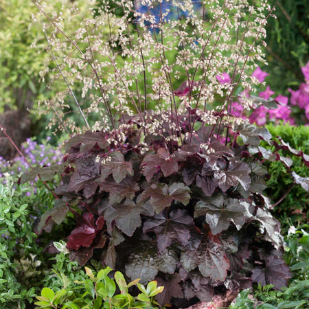 Palace Purple Heuchera