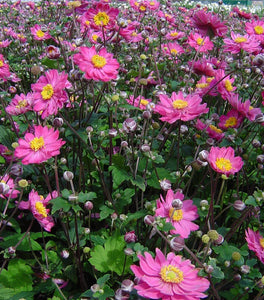 Pamina Anemone