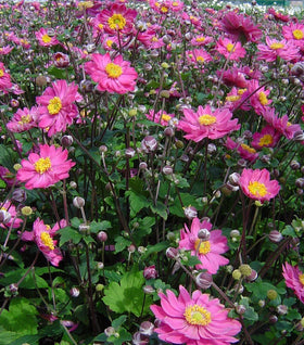 Pamina Anemone