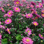Pamina Anemone with semi-double deep pink fall flowers and yellow centers blooming above green foliage in a part-shade garden