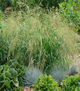 Panicum Cape Breeze