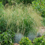 Cape Breeze Switchgrass with compact upright green foliage and airy seed heads in a sunny garden border