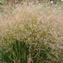 Panicum virgatum Cape Breeze with bronze seed heads and green upright foliage in fall