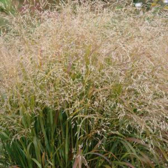 Panicum virgatum Cape Breeze with bronze seed heads and green upright foliage in fall