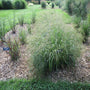 Cape Breeze Switchgrass growing as a compact ornamental grass in a sunny perennial bed