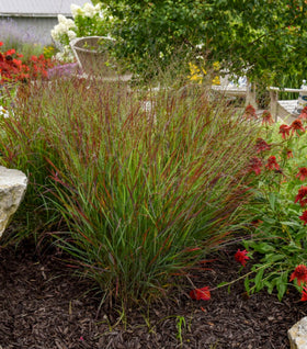 Panicum Cheyenne Sky