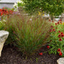 Panicum virgatum 'Cheyenne Sky' red switchgrass planted in a mixed flowerbed with red echinacea