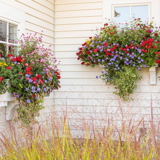 two overflowing window box planters framed by vibrant red switch grass