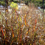panicum heavy metal in fall
