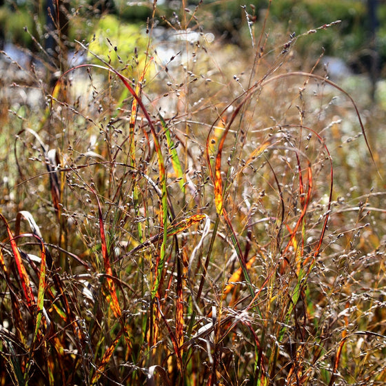 panicum heavy metal in fall