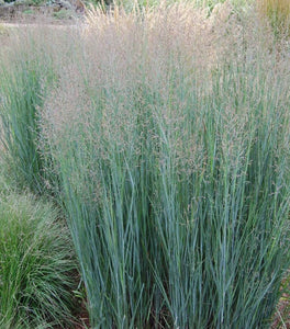 Heavy Metal Switchgrass