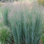 Panicum Heavy Metal in the Landscape