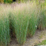 Panicum Heavy Metal