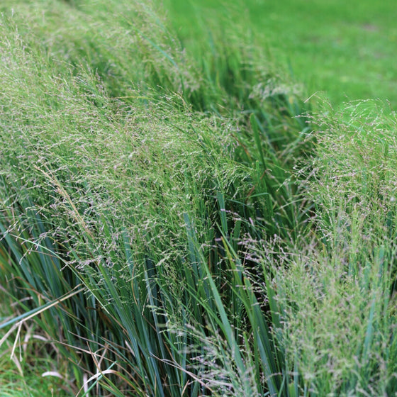 Close-up of Northwind Switchgrass flower plumes showing airy late-season seed heads above upright foliage