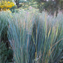 Northwind Switchgrass planted in a mixed border with flowering perennials and other ornamental grasses for vertical texture
