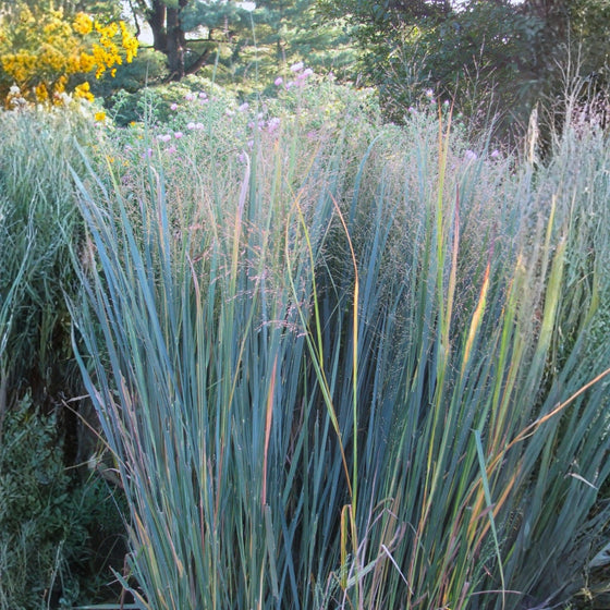 Northwind Switchgrass planted in a mixed border with flowering perennials and other ornamental grasses for vertical texture
