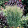 Northwind Switchgrass growing in a tall narrow upright clump with blue-green foliage in a sunny landscape bed
