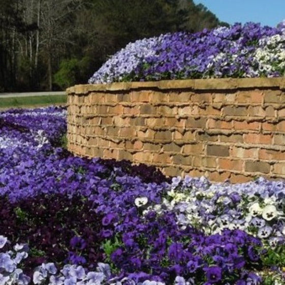Mixed Blue Pansies in the landscape